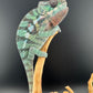 Sambava Male MSF-34 NOT SOLD OUT (Click into Listing)