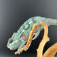 Sambava Male MSF-34 NOT SOLD OUT (Click into Listing)