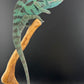 Sambava Male MSF-33 NOT SOLD OUT (Click into Listing)