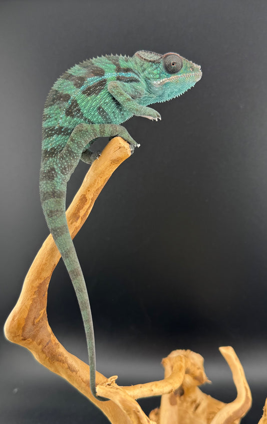 Sambava Male MSF-33 NOT SOLD OUT (Click into Listing)