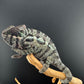 Sambava Male MSF-39 NOT SOLD OUT (Click into Listing)