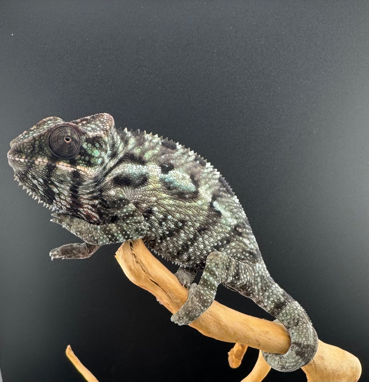 Sambava Male MSF-39 NOT SOLD OUT (Click into Listing)