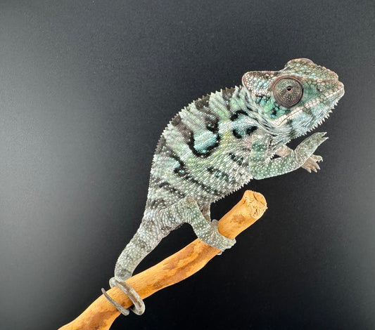 Sambava Male MSF-39 NOT SOLD OUT (Click into Listing)