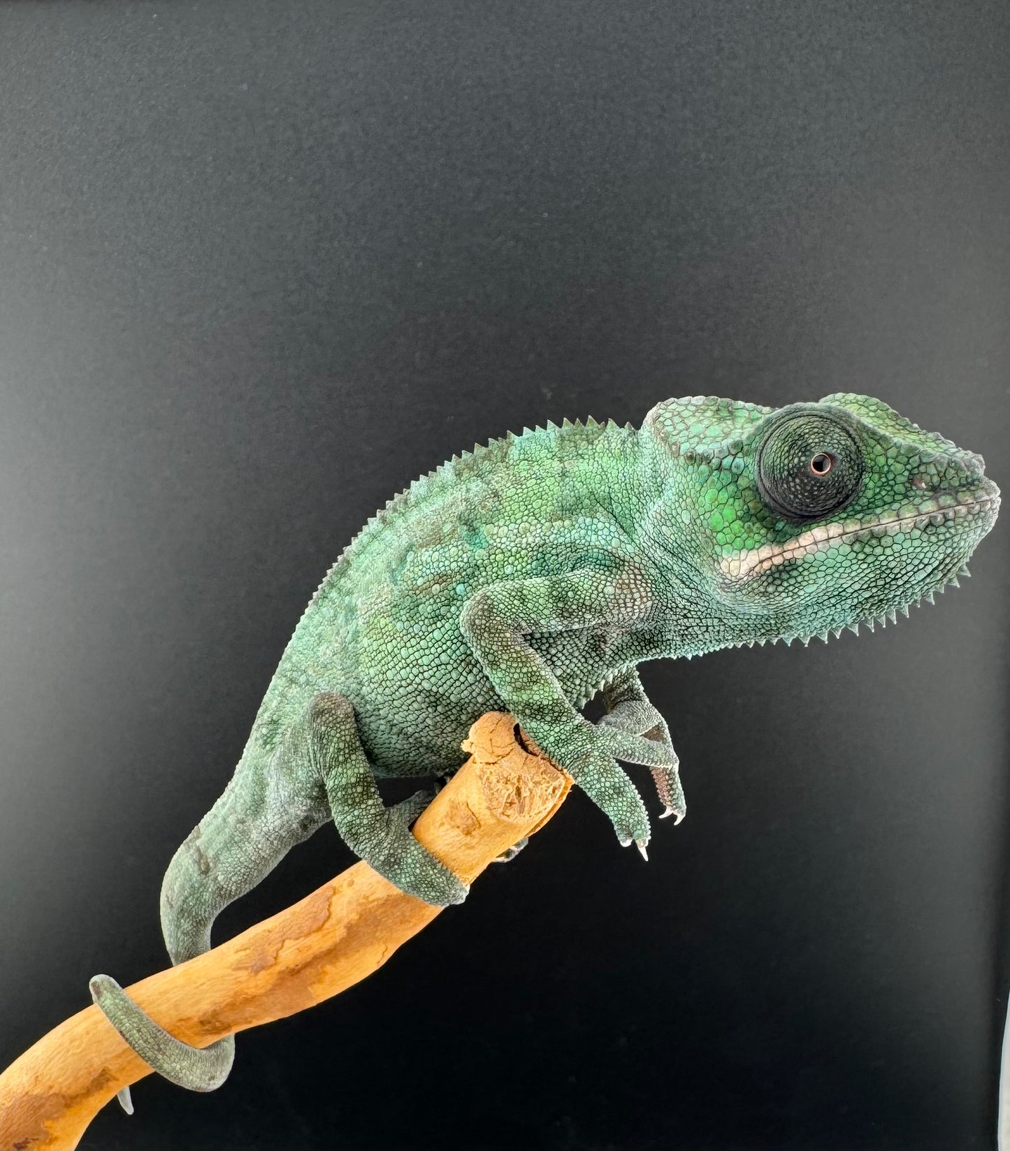 Sambava Male MSF-35 NOT SOLD OUT (Click into Listing)