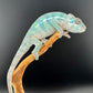Ambilobe YBBB Male DV-21
