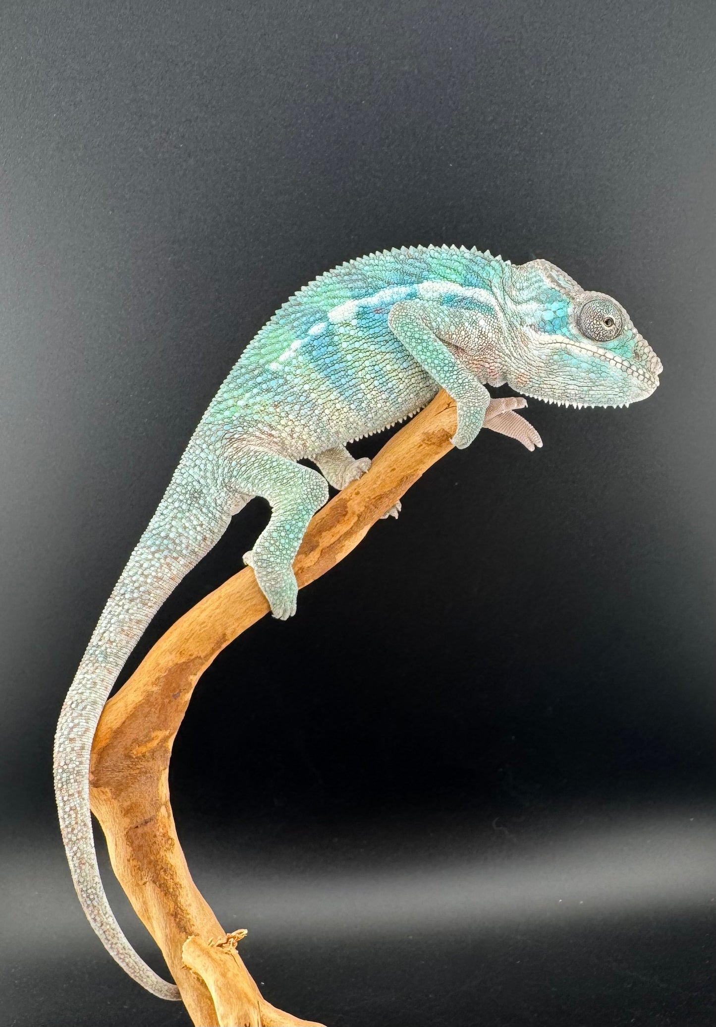 Ambilobe YBBB Male DV-21
