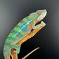 Ambilobe YBBB Male DV-19