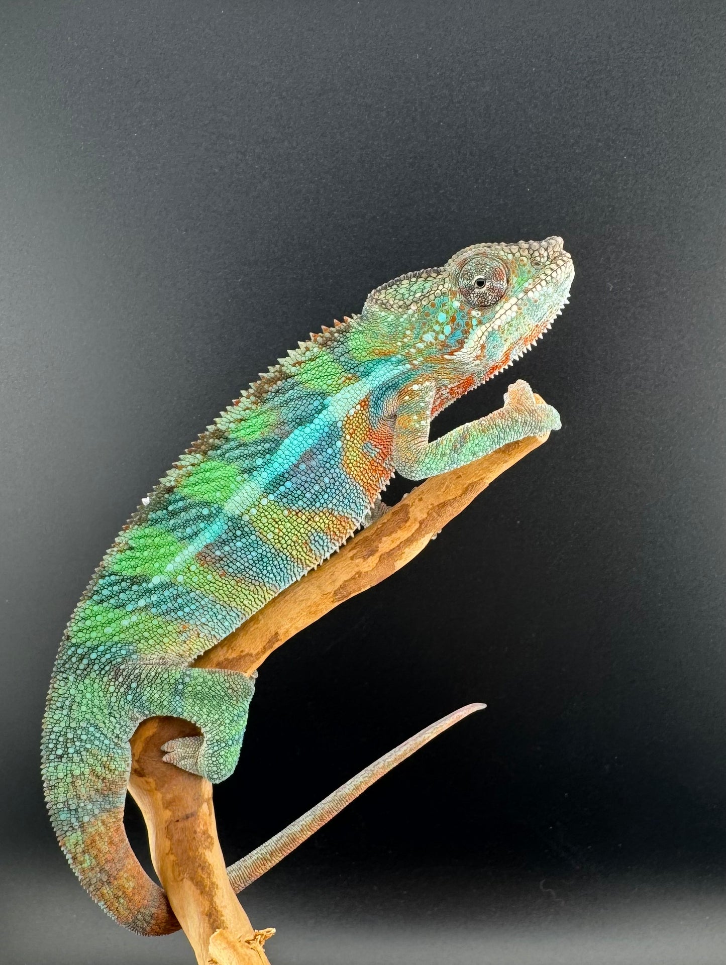 Ambilobe YBBB Male DV-19