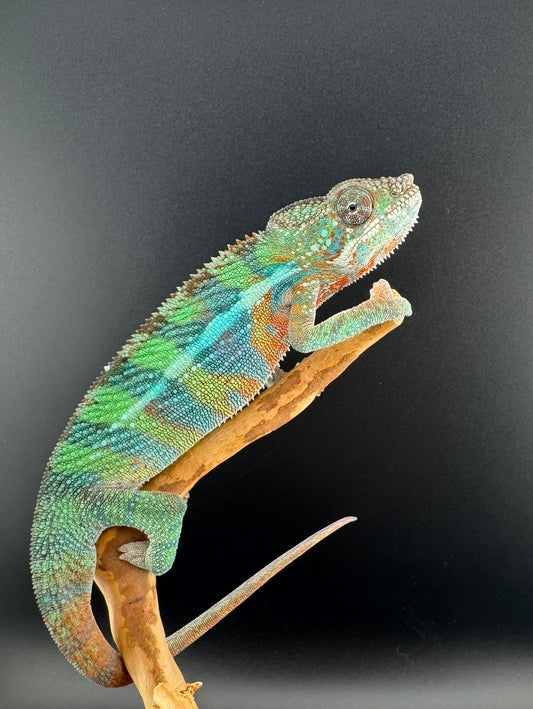 Ambilobe YBBB Male DV-19
