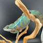 Ambilobe YBBB Male DV-19