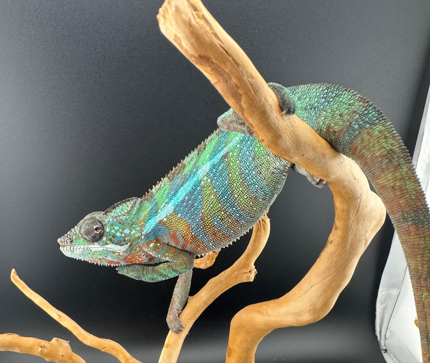 Ambilobe YBBB Male DV-19