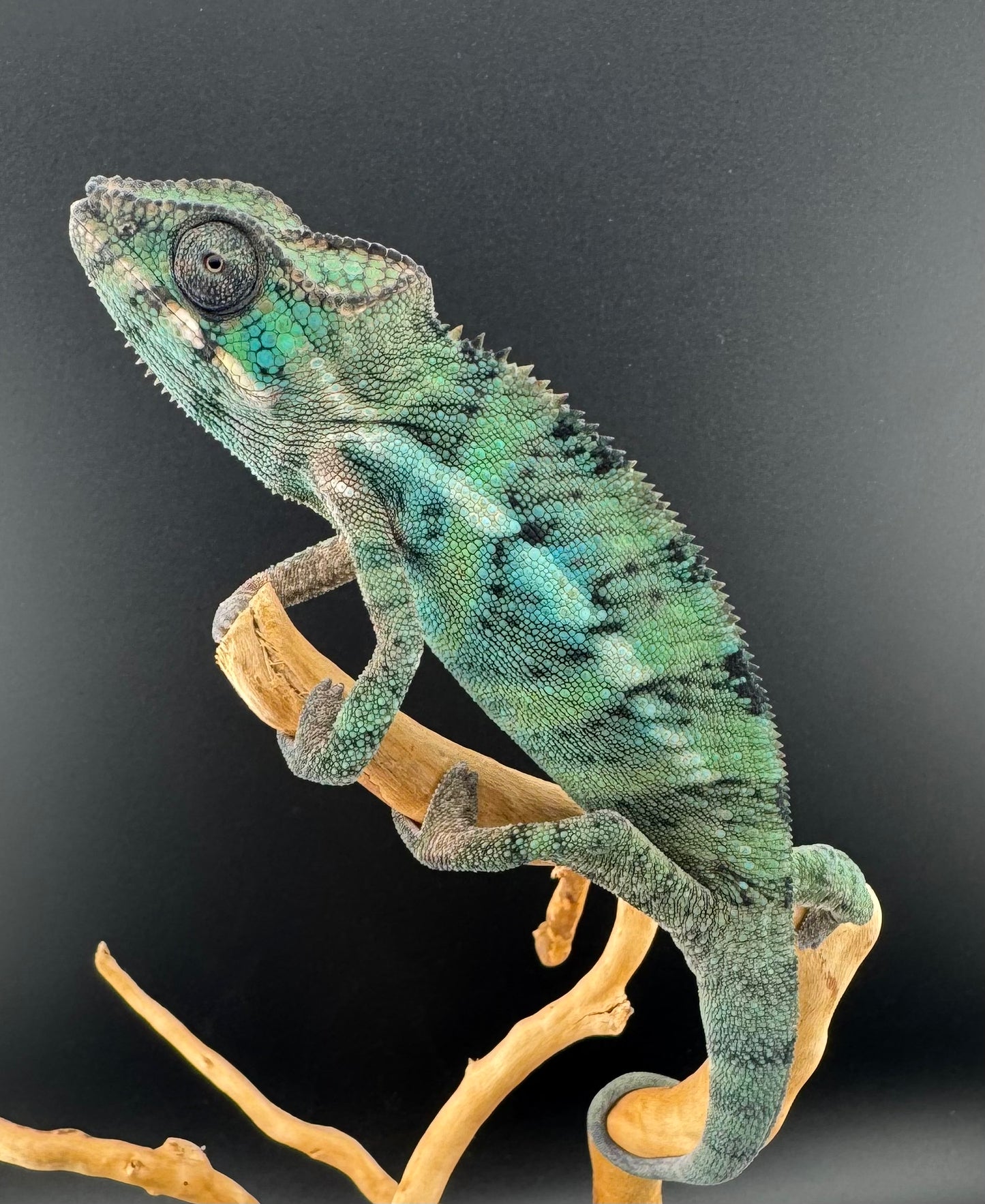 Ambilobe YBBB Male DV-16
