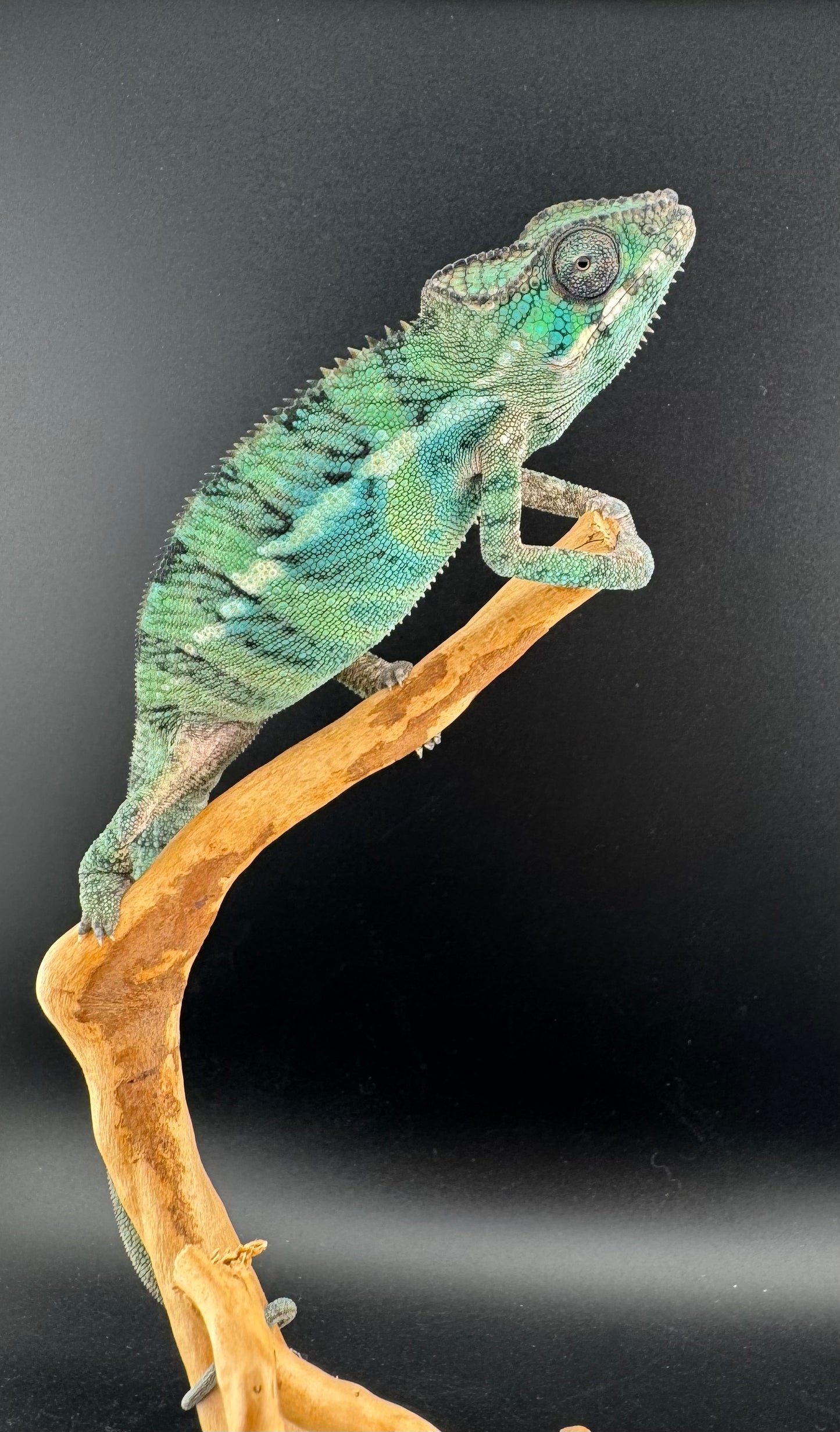 Ambilobe YBBB Male DV-16