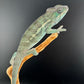 Ambilobe YBBB Male DV-20