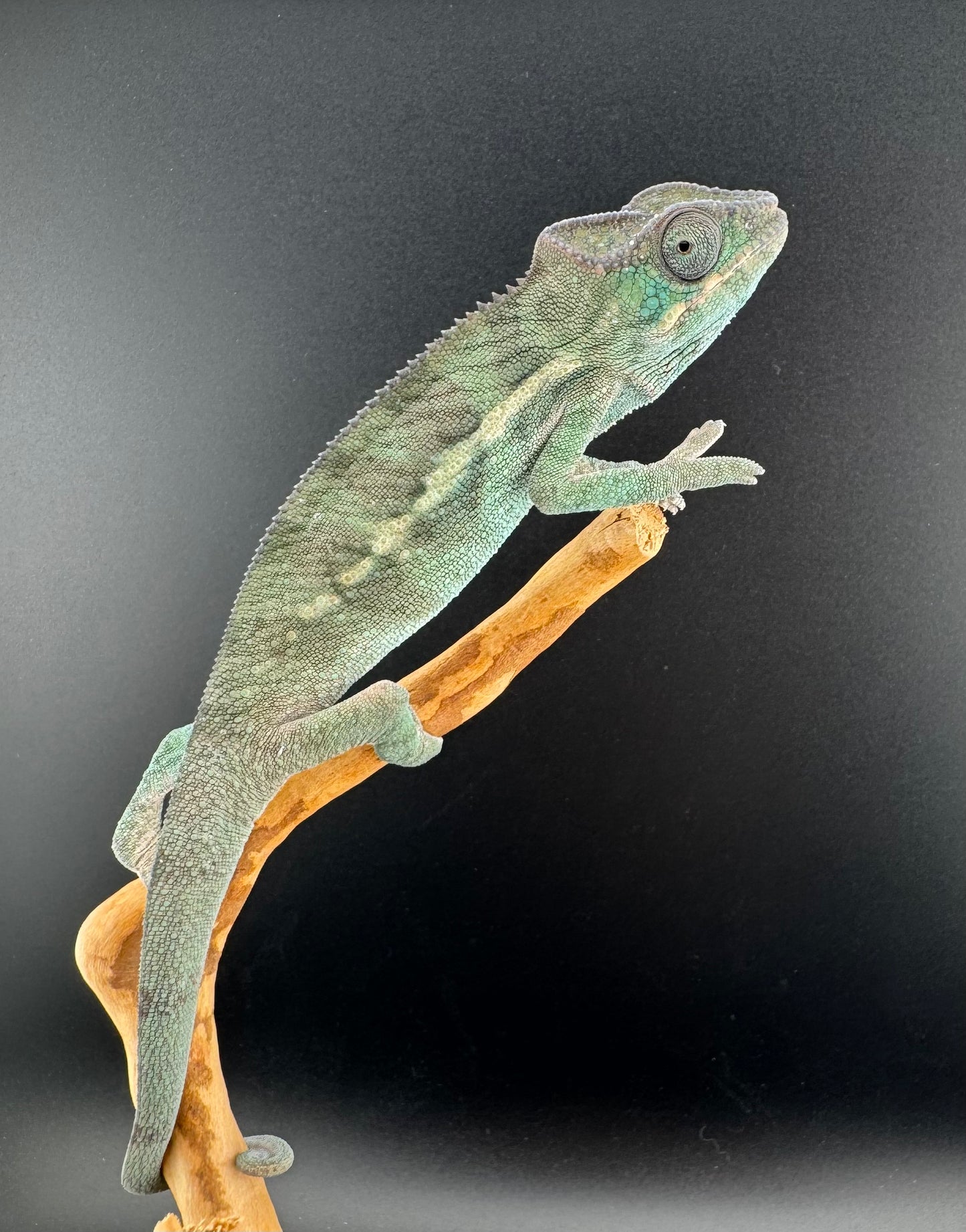 Ambilobe YBBB Male DV-20