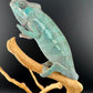 Ambilobe YBBB Male DV-20