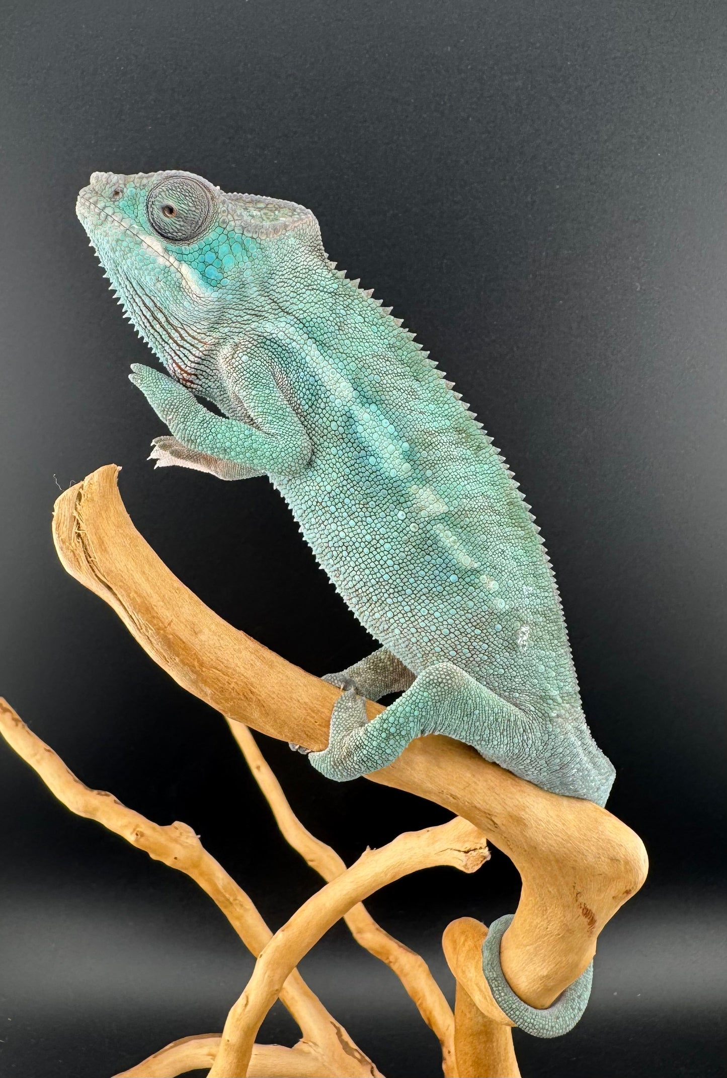 Ambilobe YBBB Male DV-20