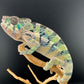 Ambilobe YBBB Male DV-12