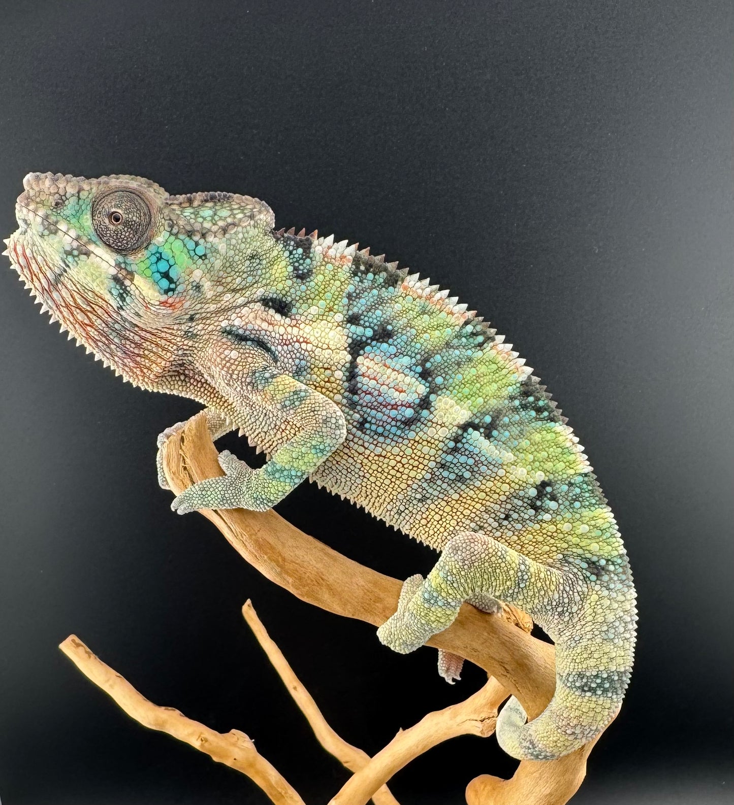 Ambilobe YBBB Male DV-12
