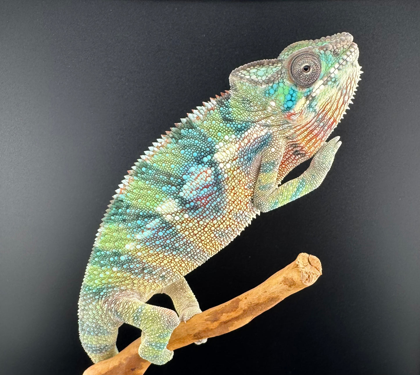 Ambilobe YBBB Male DV-12