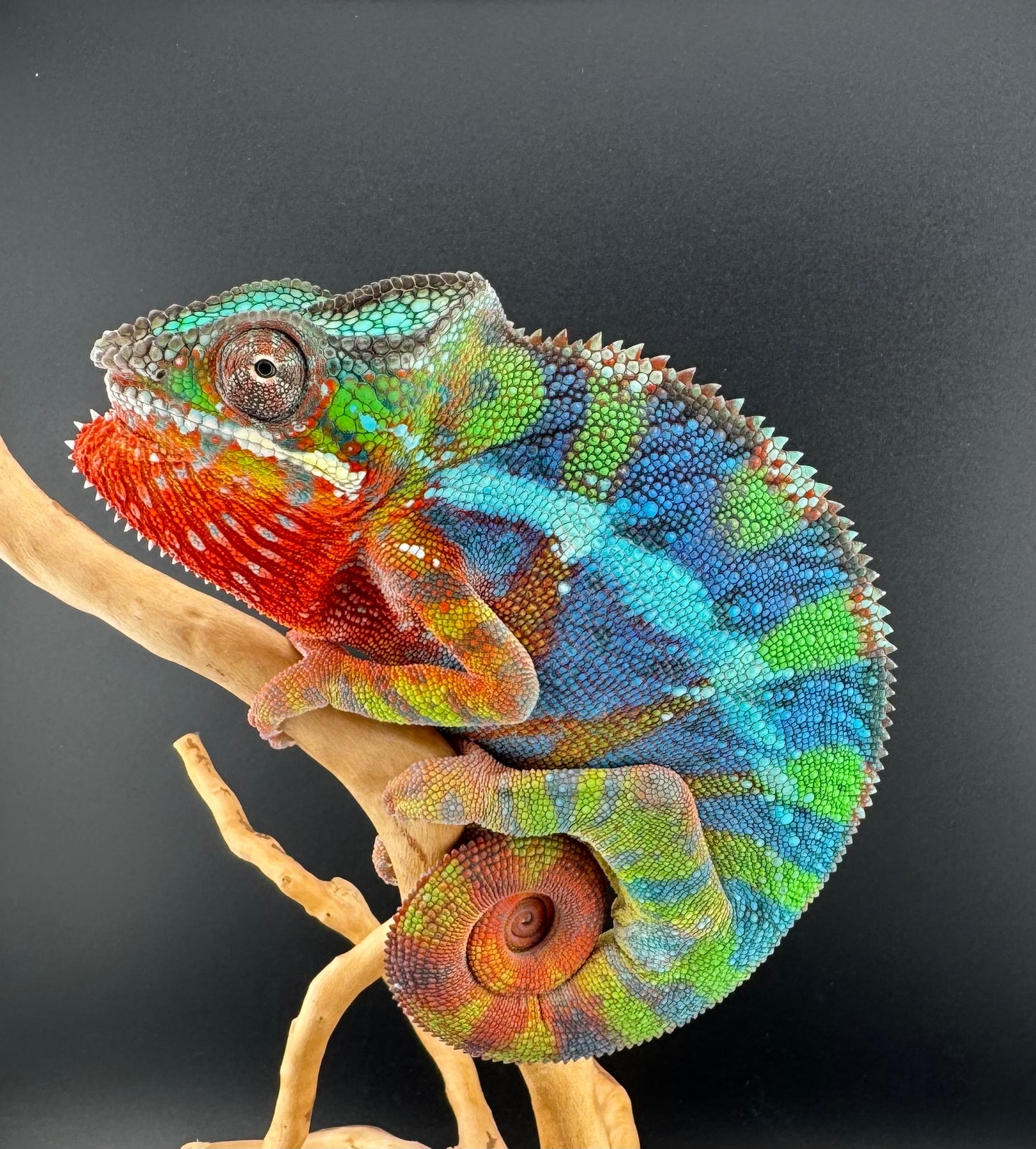 Ambilobe Male DV-13