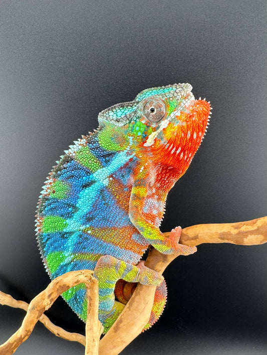 Ambilobe Male DV-13