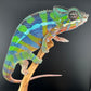 Ambilobe YBBB Male DV-18