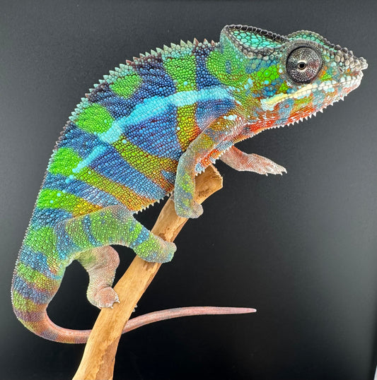 Ambilobe YBBB Male DV-18