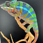 Ambilobe YBBB Male DV-18