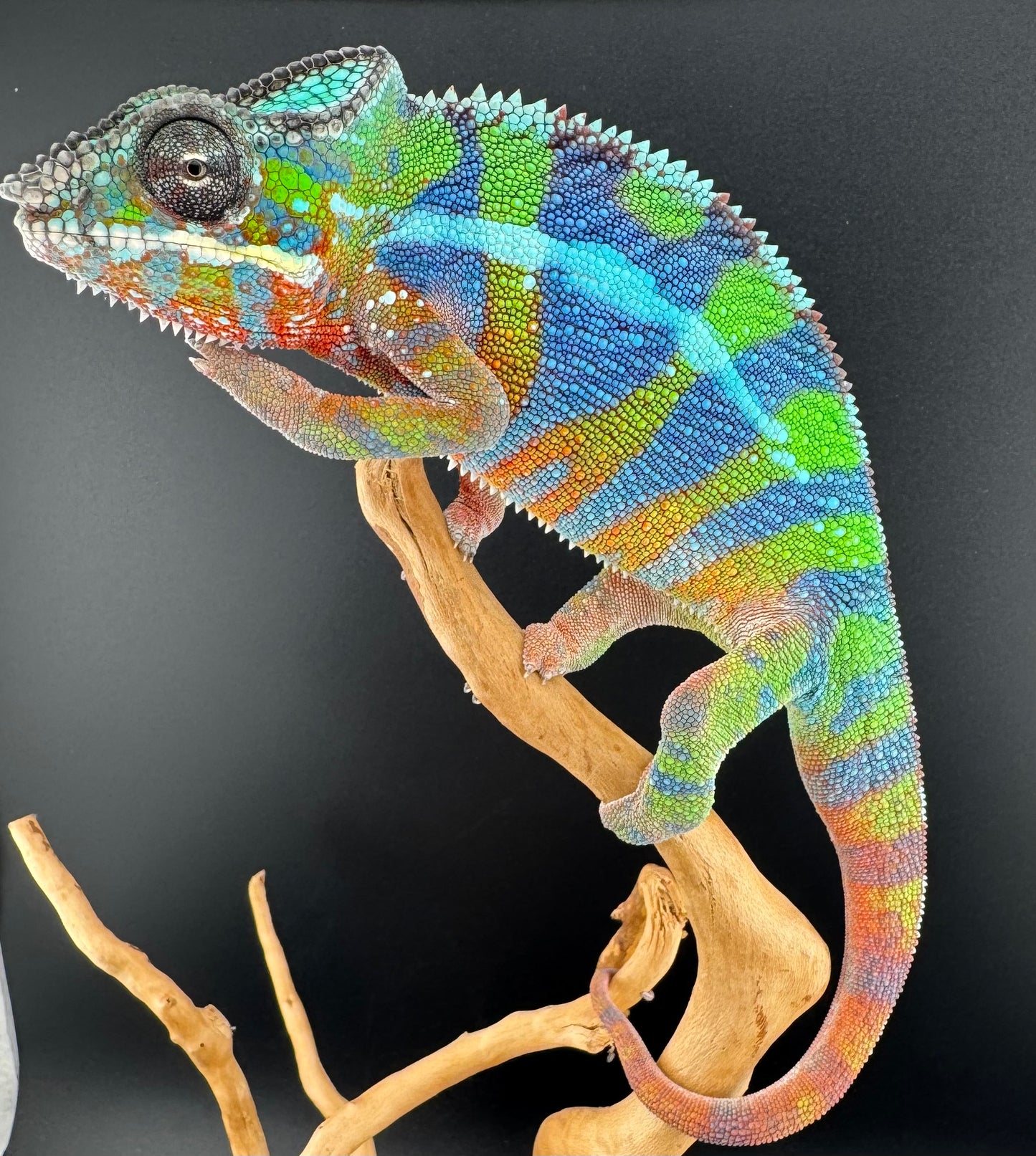 Ambilobe YBBB Male DV-18