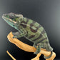 Sambava Male MSF-44