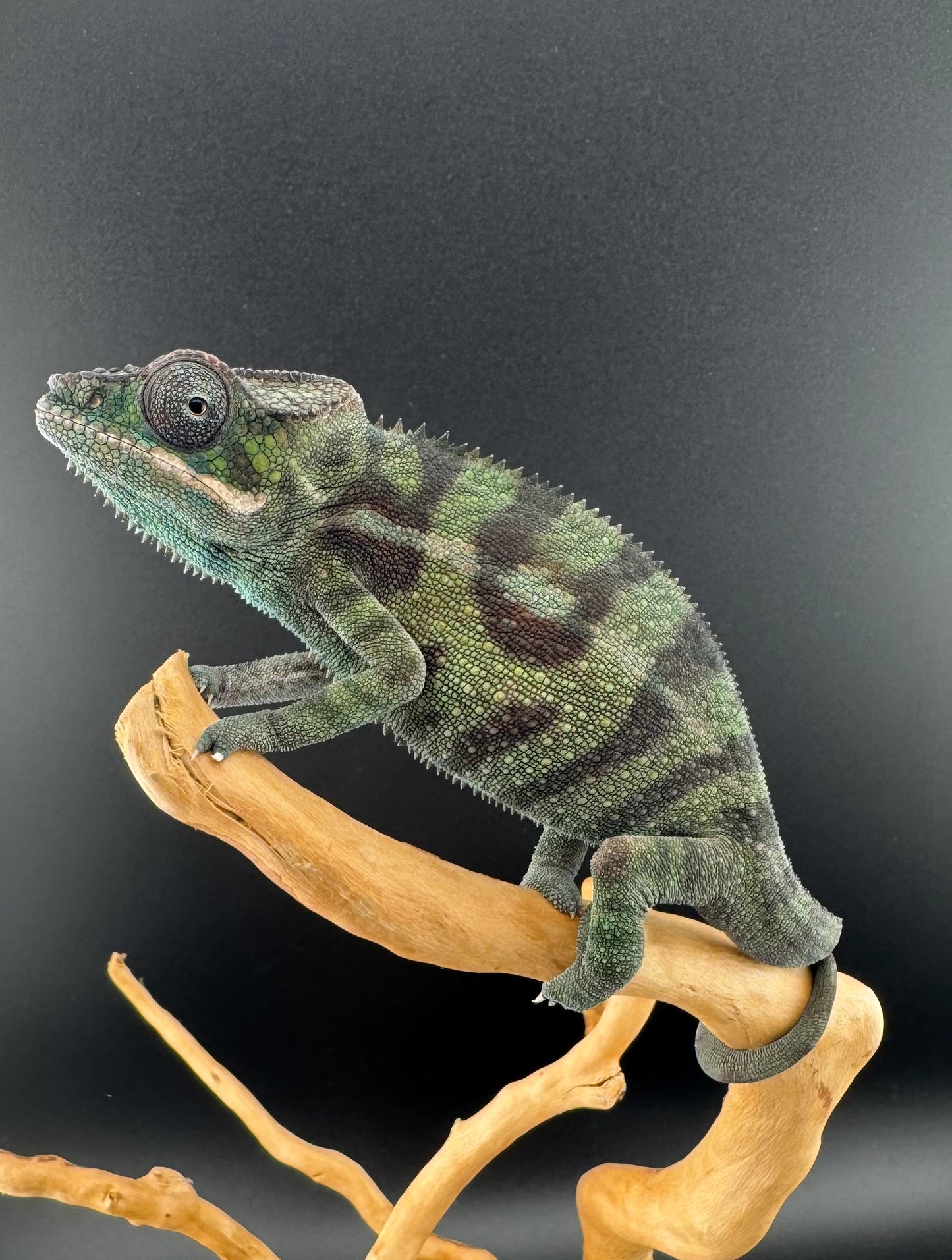 Sambava Male MSF-44