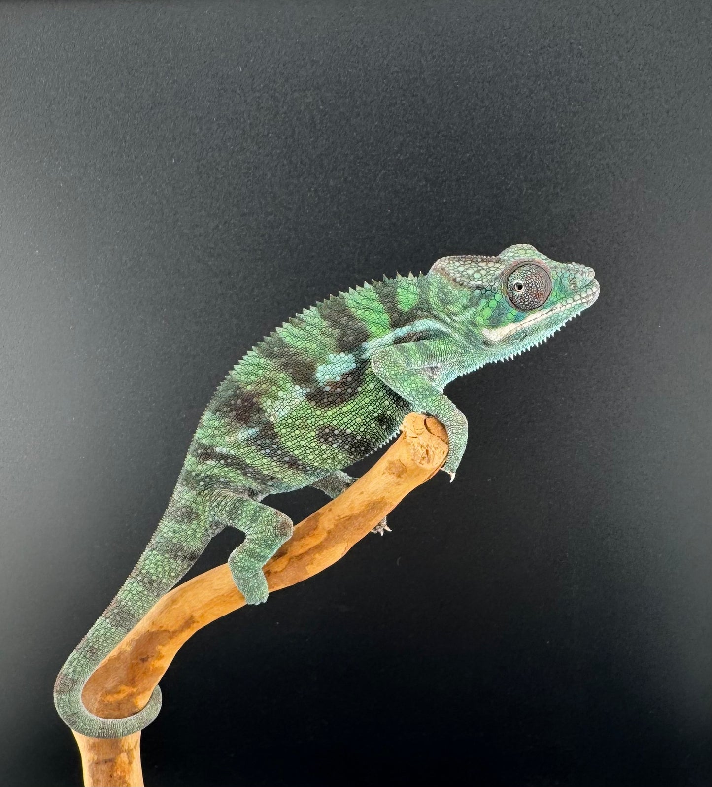 Sambava Male MSF-44