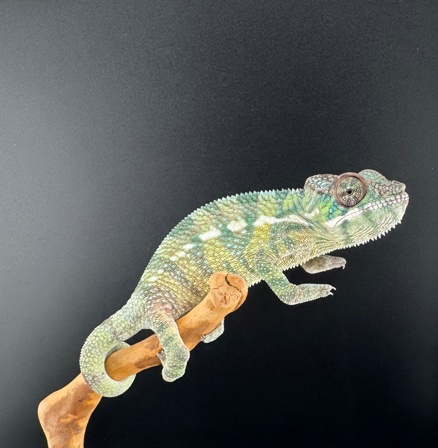 Sambava Male MSF-43