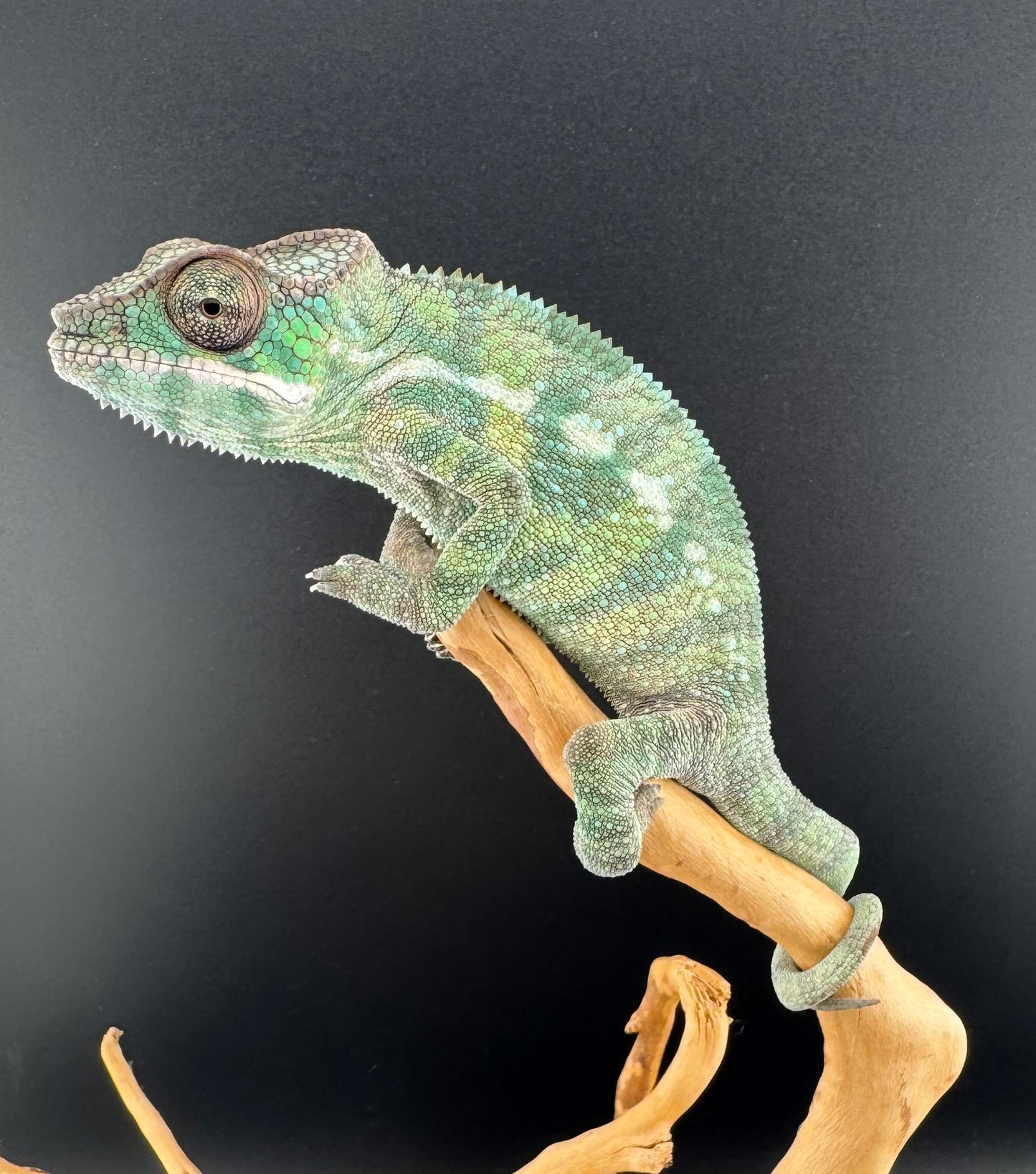 Sambava Male MSF-43