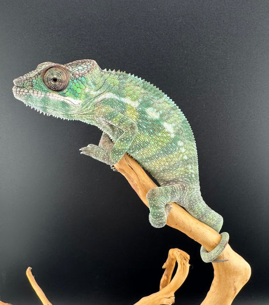 Sambava Male MSF-43