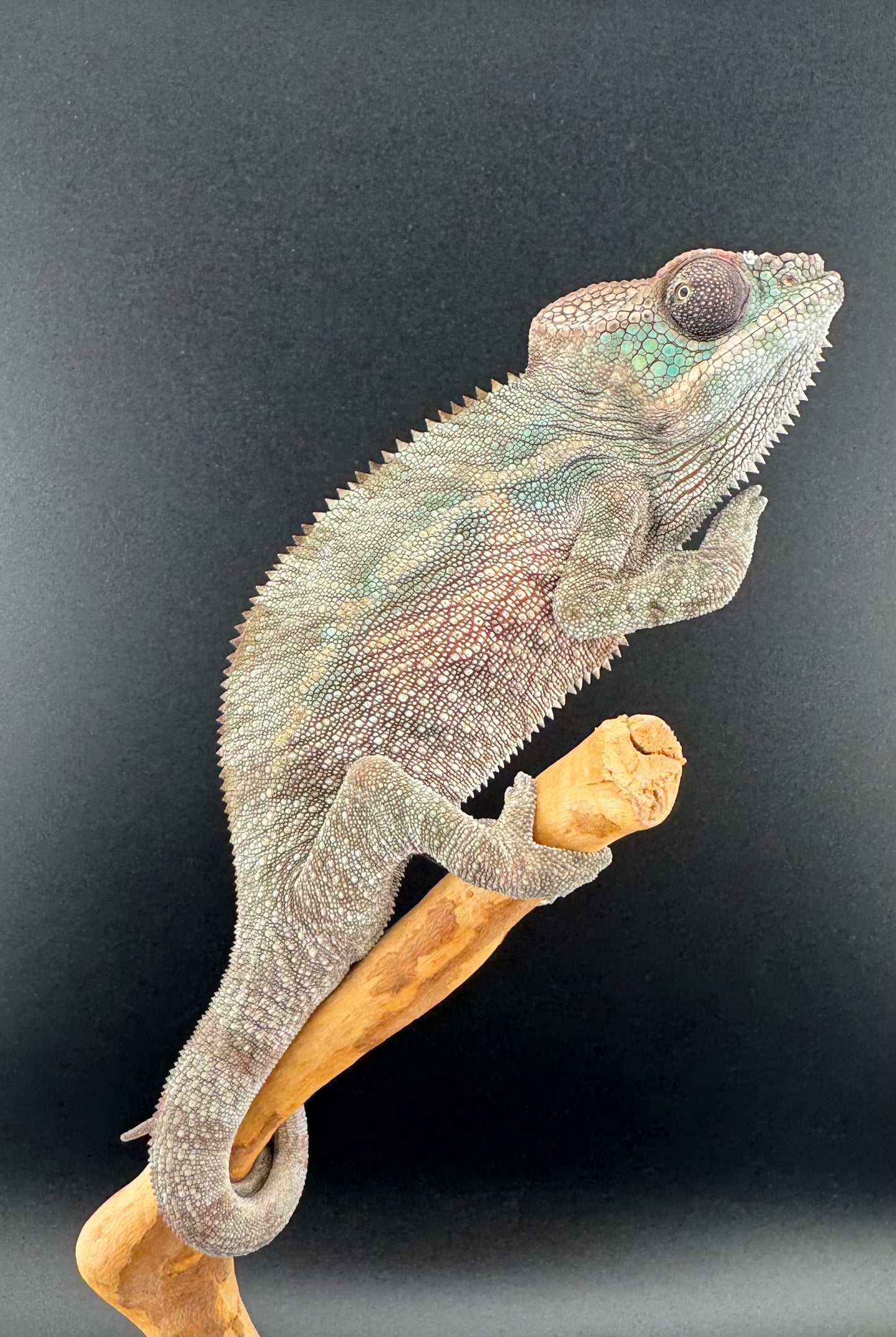 Sambava Male MSF-46
