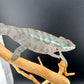 Sambava Male MSF-45
