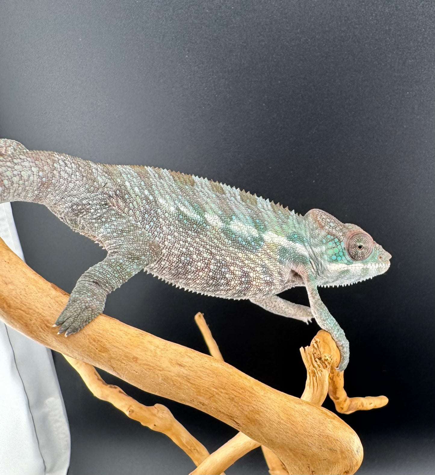 Sambava Male MSF-45
