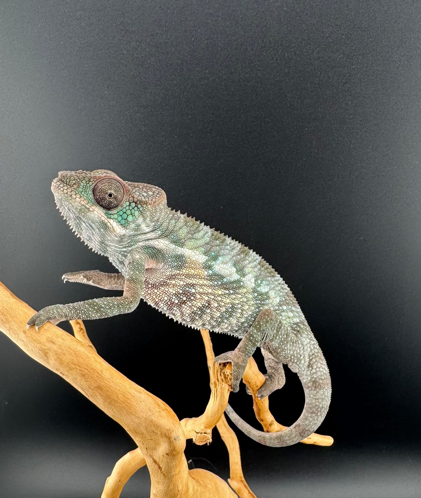 Sambava Male MSF-45