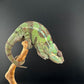 Sambava Male MSF-40