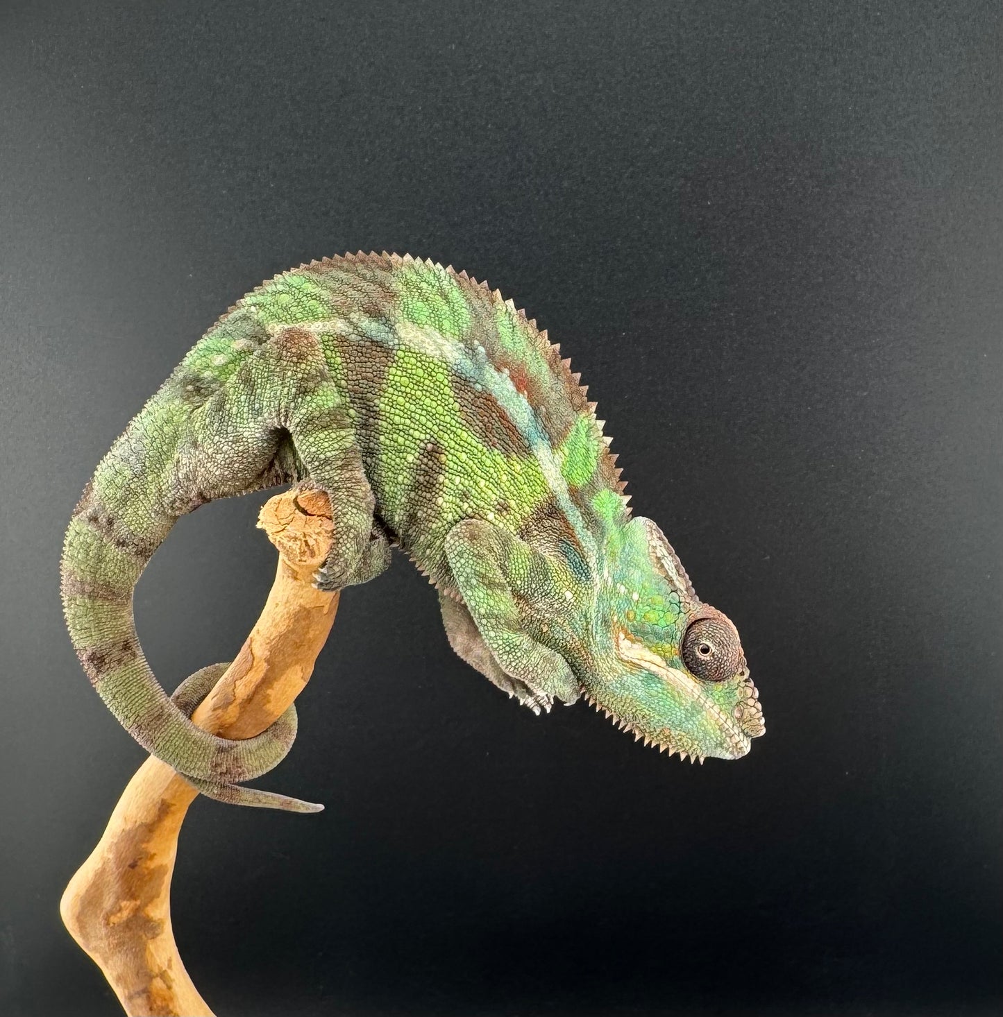 Sambava Male MSF-40
