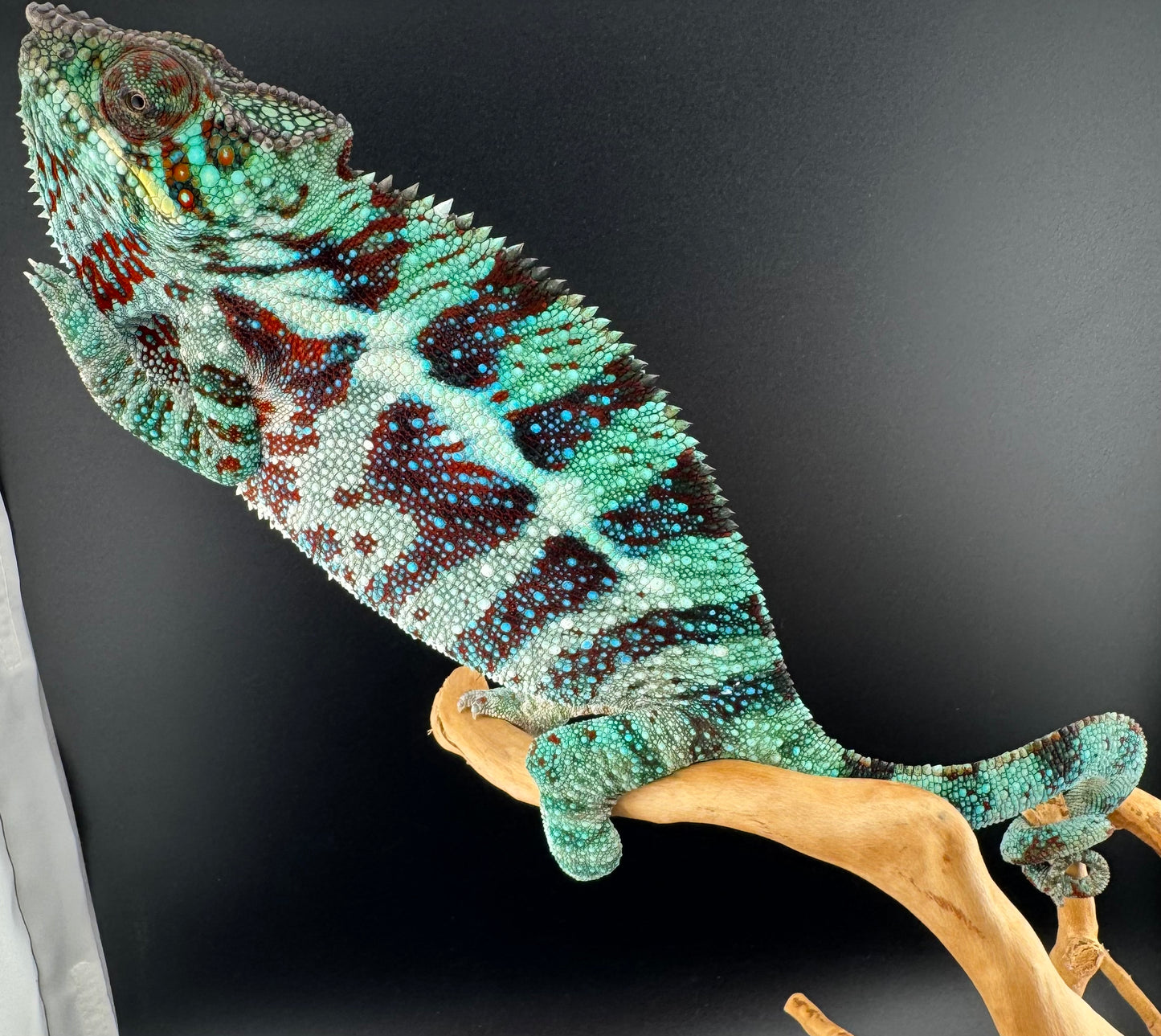 Ambanja Male AP-34