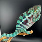 Ambanja Male AP-34