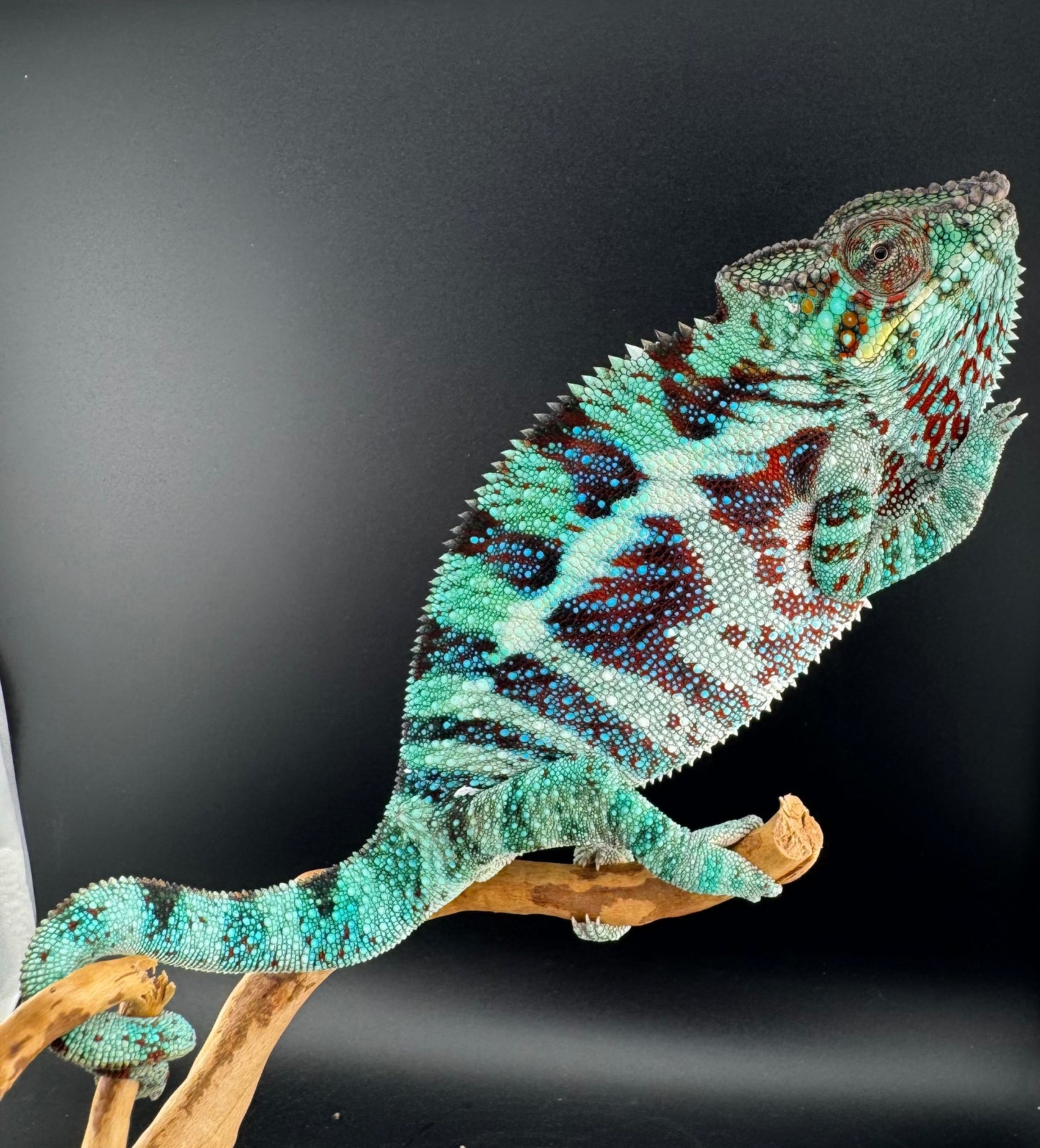 Ambanja Male AP-34