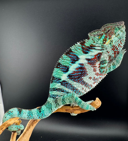 Ambanja Male AP-34