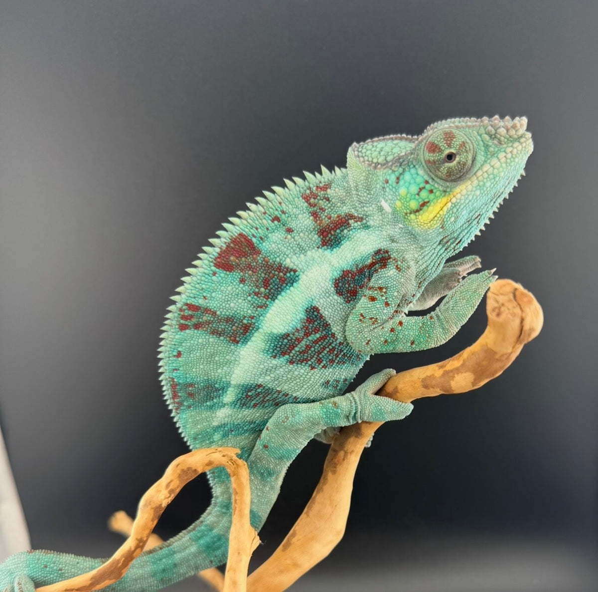 Ambanja Male JM-1