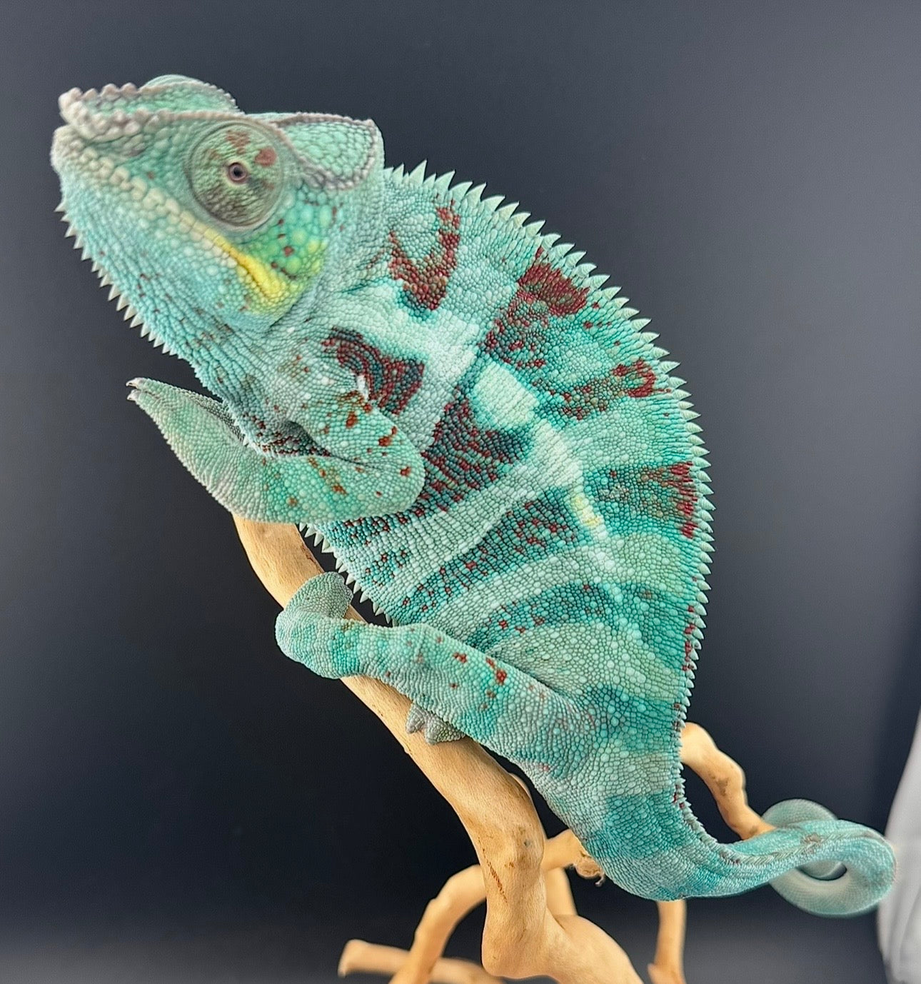 Ambanja Male JM-1