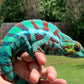 Ambanja Male AP-34
