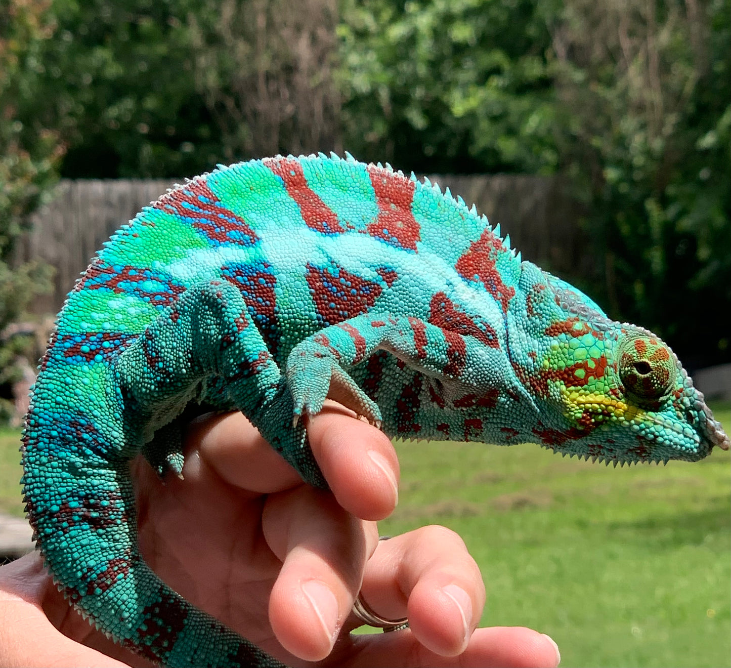 Ambanja Male AP-34
